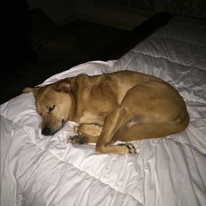 Meet your Posher, Dennis